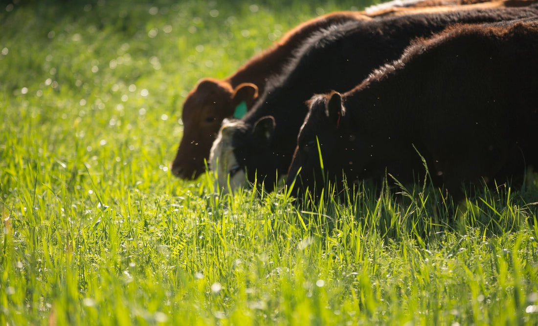 What is Grass Fed Beef?