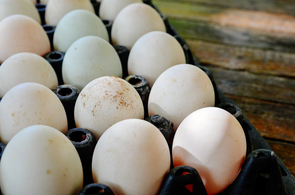 Pasture Raised Kosher Eggs